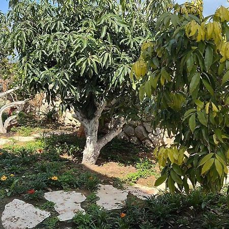 Villa אחוזת היניבים Yaniv Estate Nurit Exterior foto