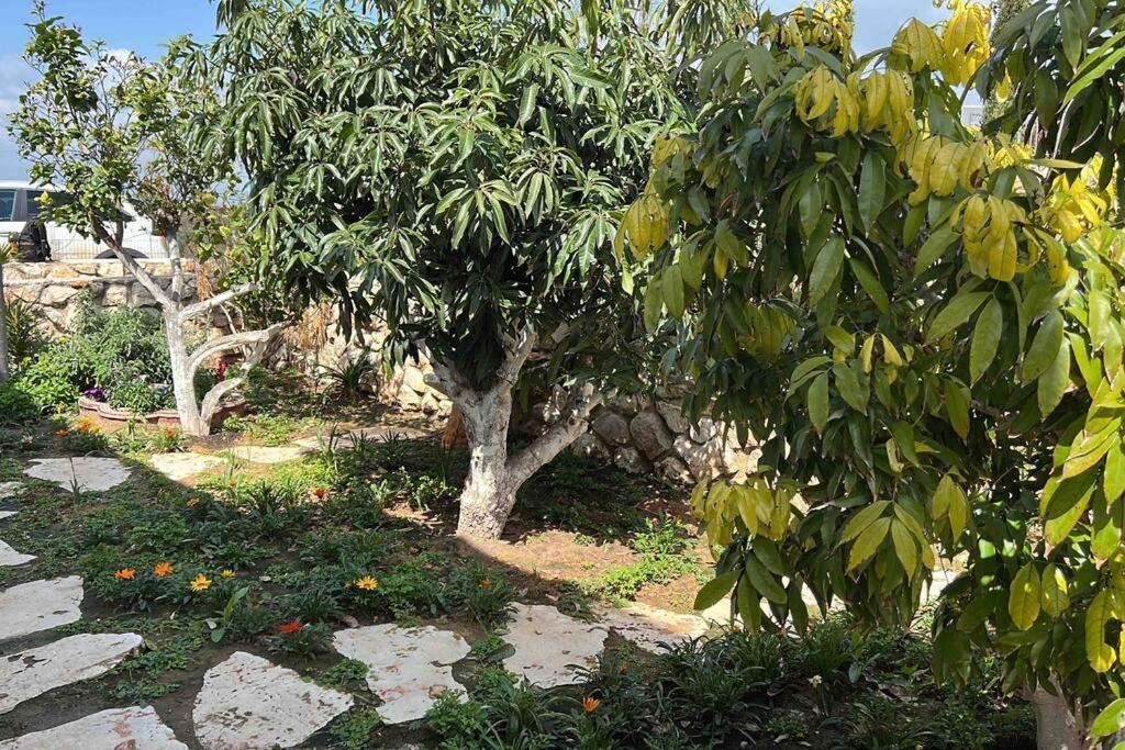 Villa אחוזת היניבים Yaniv Estate Nurit Exterior foto